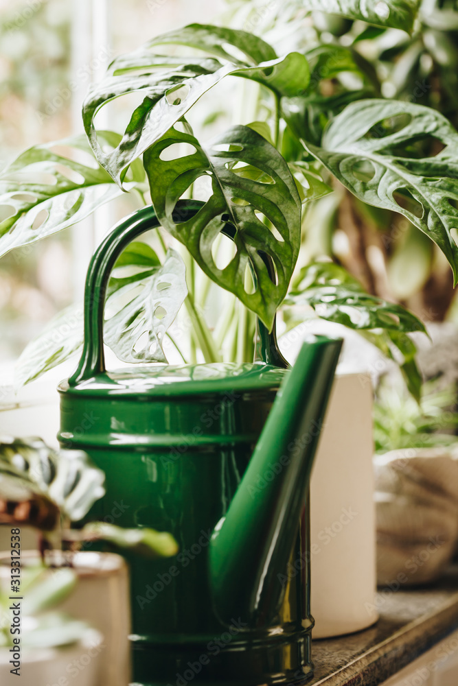 Potted green plants on window. Home decor and gardening concept.