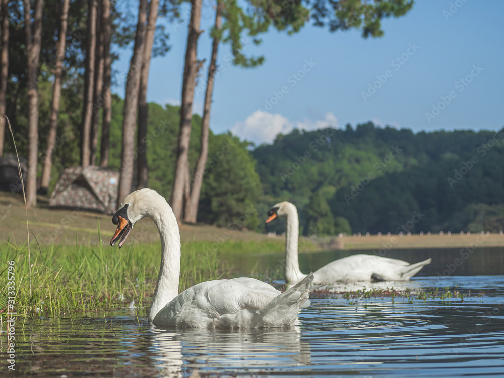 white swan swimming on the water