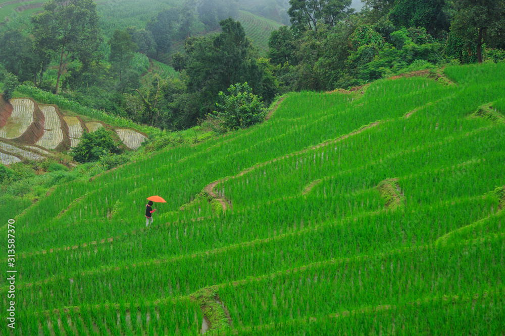 green rice terraces on holiday at pa bong paing village,  Mae-Jam Chiang mai, Thailand