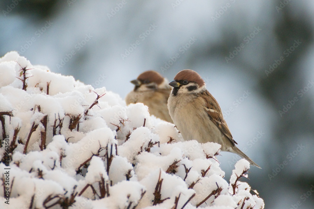 一对麻雀坐在白雪皑皑的灌木丛中。欧亚树麻雀（Passer montanus）