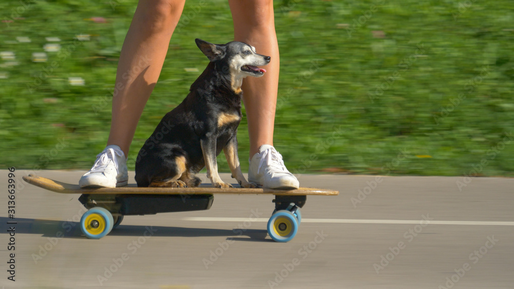 特写：可爱的高级犬骑着电动长板在公园里巡游