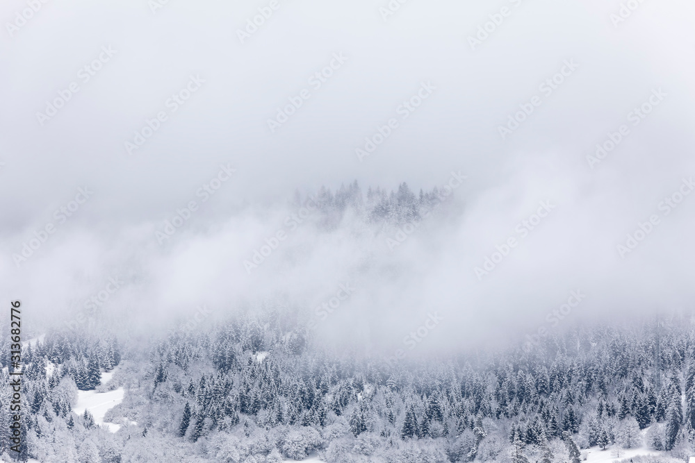 山上的针叶林被雪覆盖，被云覆盖