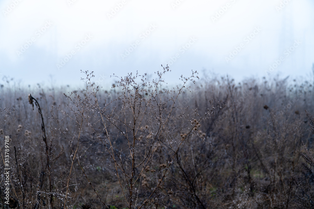 Dry flowers and grass in winter in the fog