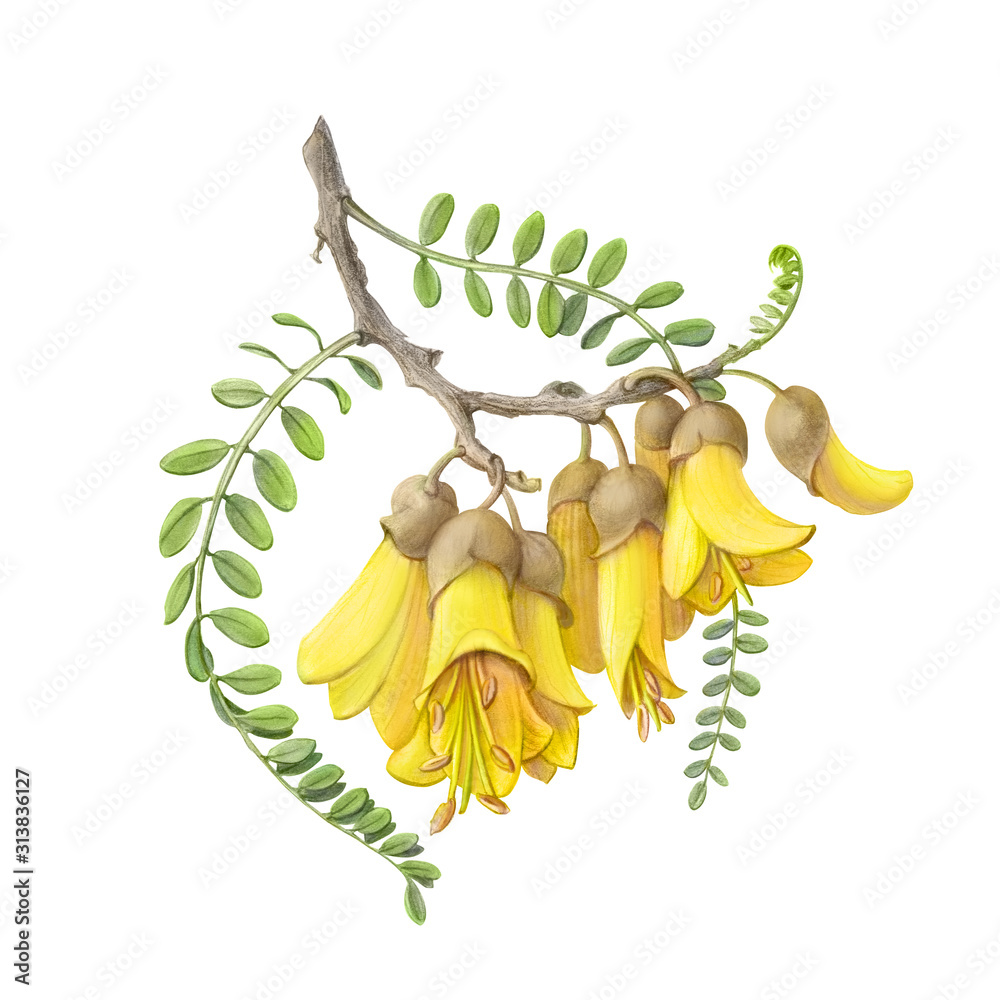 Kowhai Flowers铅笔插图隔离在白色上，带有剪切路径