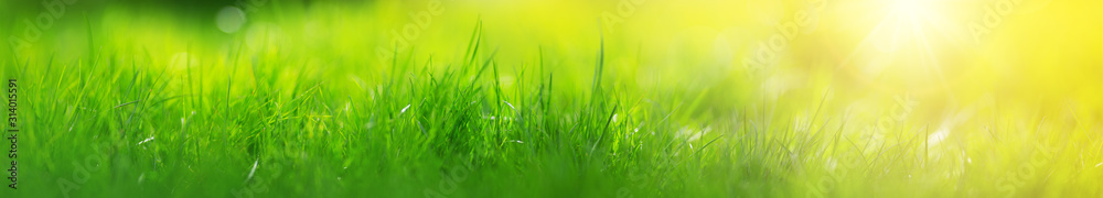 Fresh green grass background with sunlight in summer