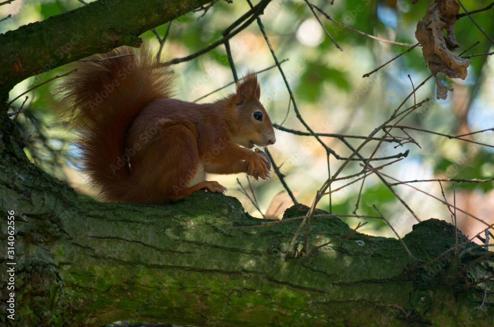 红松鼠或欧亚红松鼠（Sciurus vulgaris）是ge中的一种树松鼠