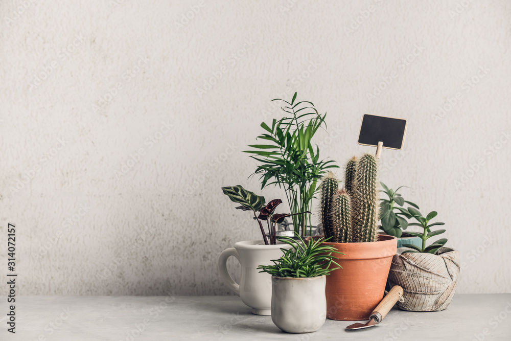 Collection of various cactus and succulent plants in different pots. Minimalistic Home decor and gar