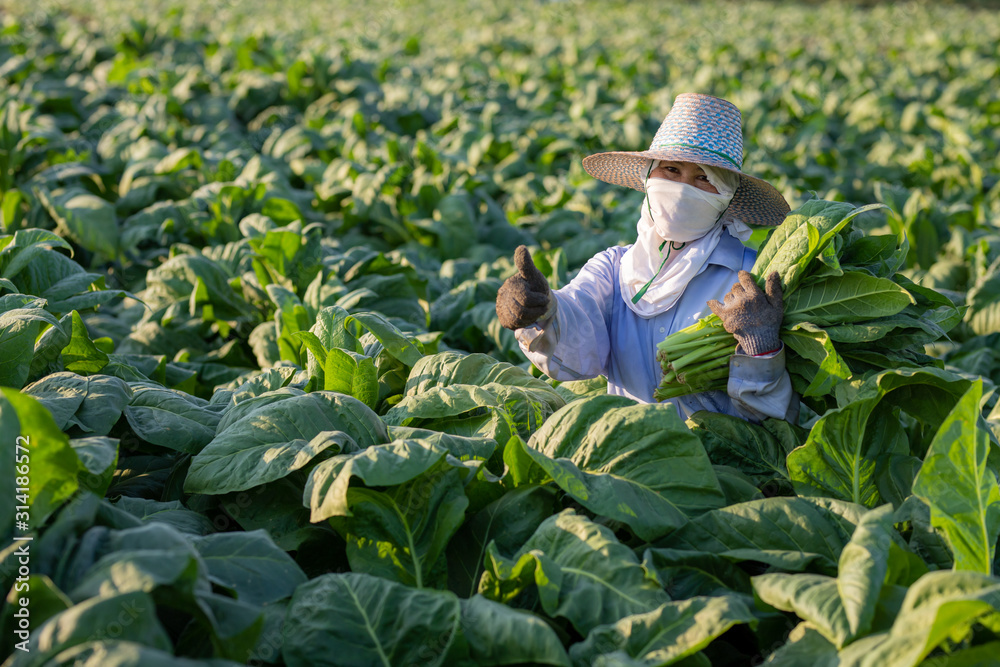 [烟草农民]农民在该国种植的一种转化烟草中种植烟草，tha