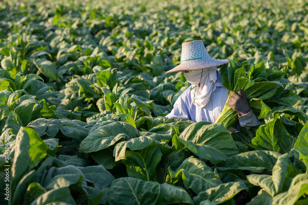 [烟草农民]农民在该国种植的一种转化烟草中种植烟草，tha