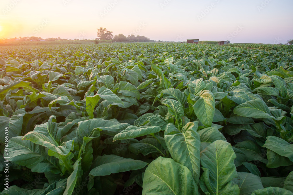 [Tobacco Thailand] View of young green tobacco plant in field at Nongkhai of Thailand.