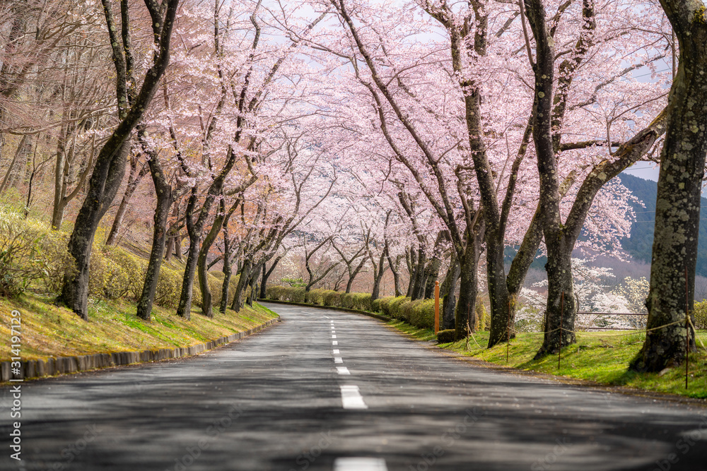 四月春日樱花隧道两侧美景