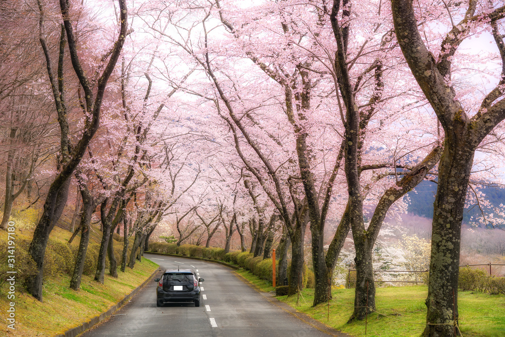 四月春日樱花隧道两侧美景