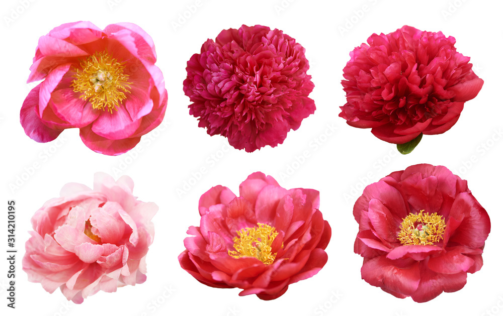 Beautiful peonies on white background. Pink flowers isolated.