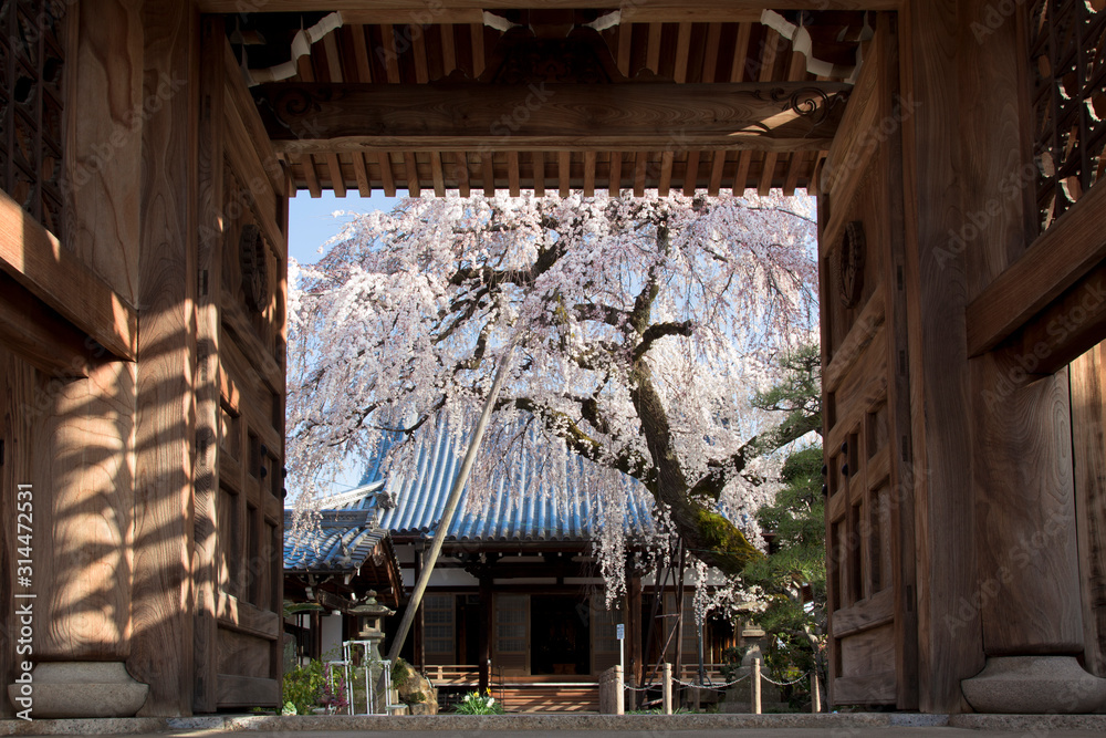 【春イメージ】神社の境内のサクラ