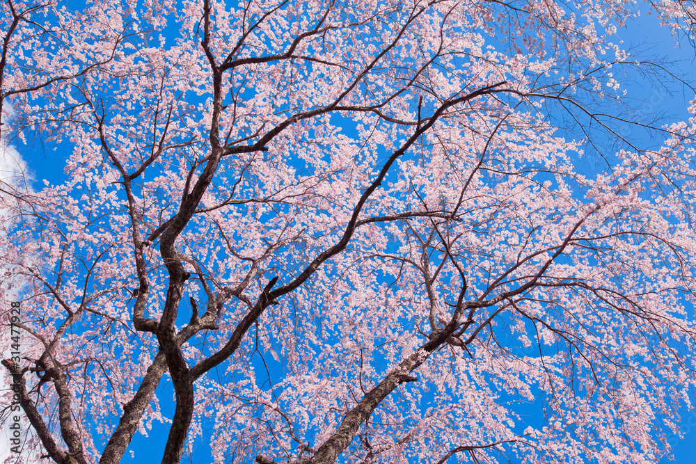 【春イメージ】満開の枝垂れ桜と青空