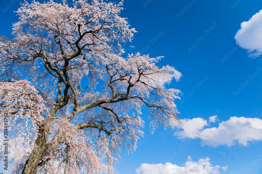 【春イメージ】桜と青空