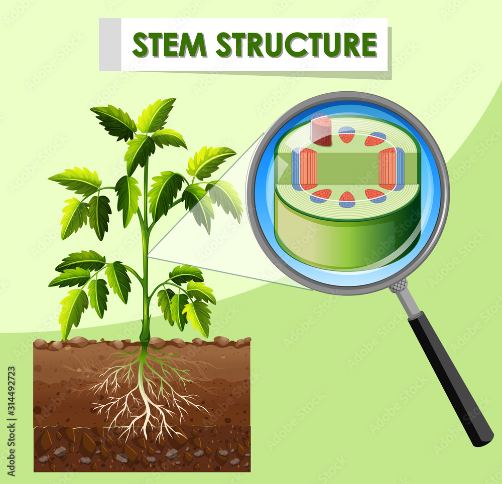 植物茎结构示意图