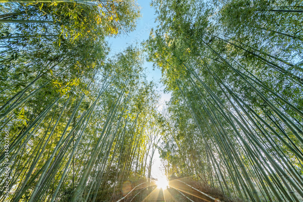 青空にそびえ立つ竹林