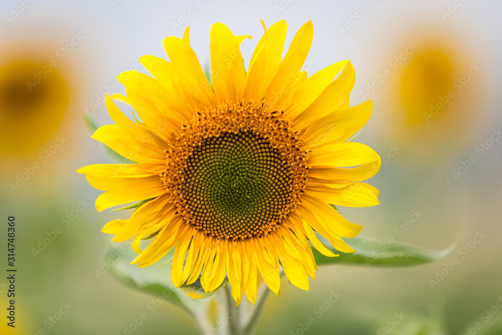 Sunflower natural background. Sunflower blooming. Close-up of sunflower.