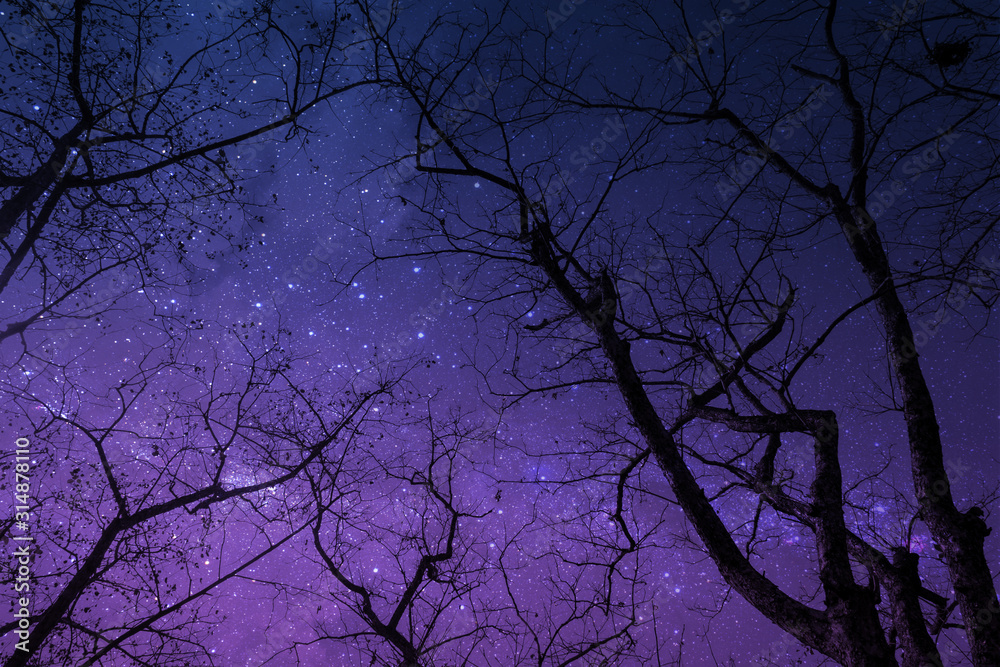 Silhouette of dry tree in the night with starry sky on background.