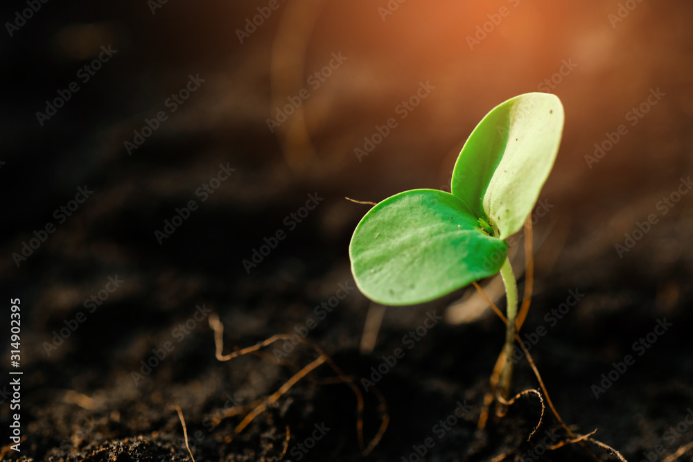 在花园里种植年轻的植物和美丽的早晨照明。爱护环境-生态f