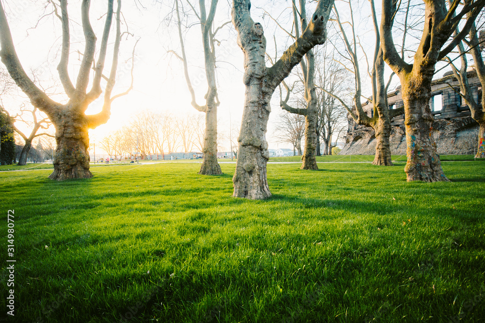 Old trees with lush green grass in city park at sunset