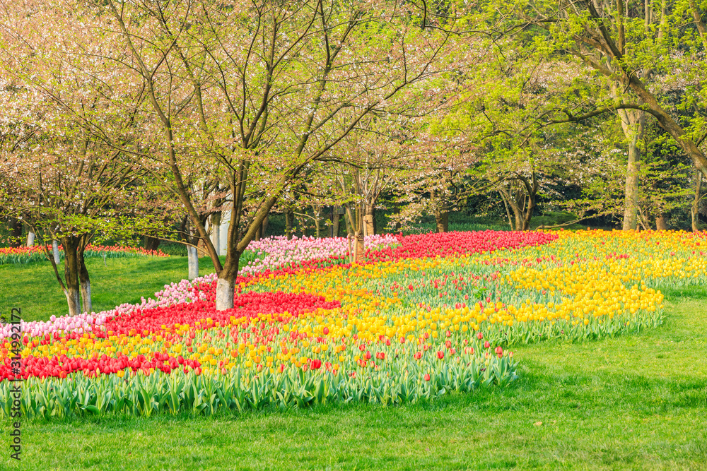 Blooming tulips in spring garden.