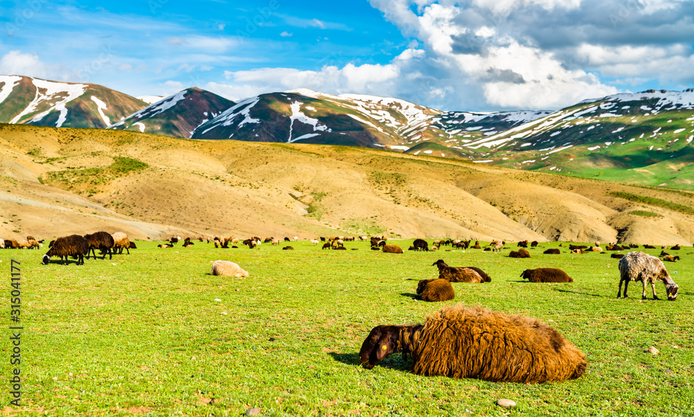 Herd of sheep in the mountains of Eastern Turkey