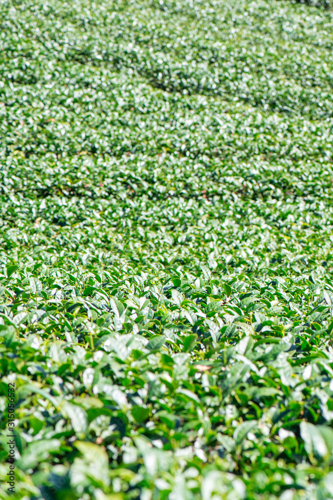 Beautiful green tea crop garden rows scene with blue sky and cloud, design concept for the fresh tea