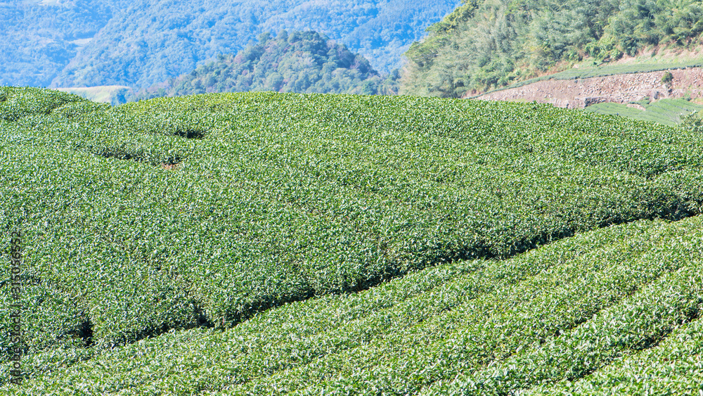 Beautiful green tea crop garden rows scene with blue sky and cloud, design concept for the fresh tea