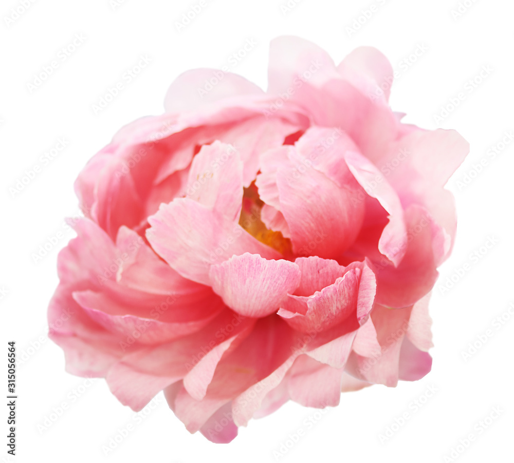 Beautiful peony flower on white background. Pink flower isolated.