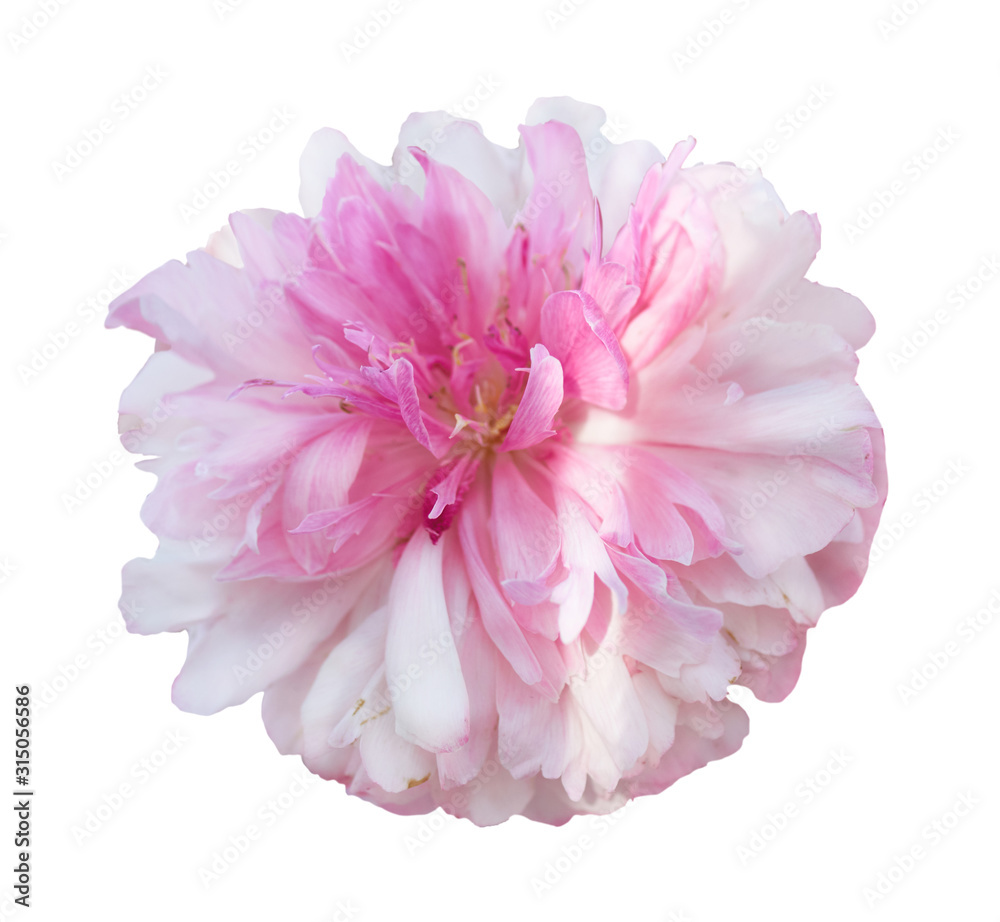 Beautiful peony flower on white background. Pink flower isolated.