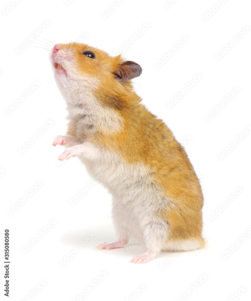 Syrian hamster standing on its hind legs isolated on white