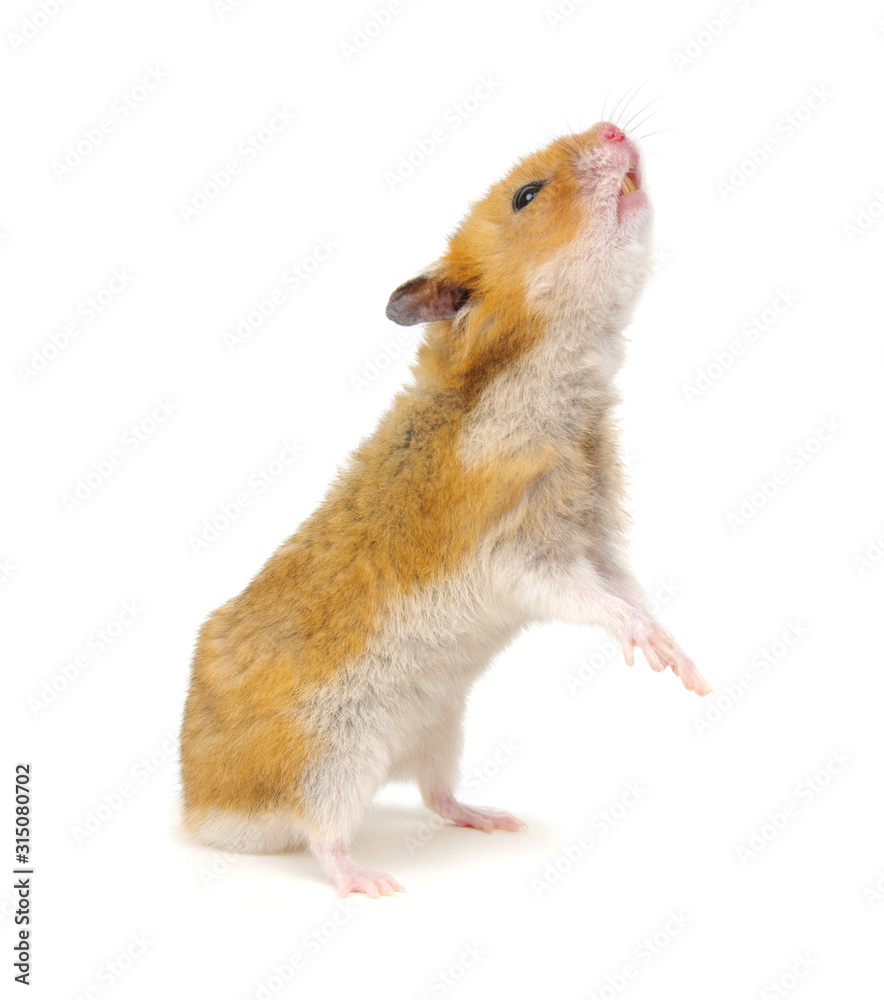 Hamster standing on its hind legs isolated on white