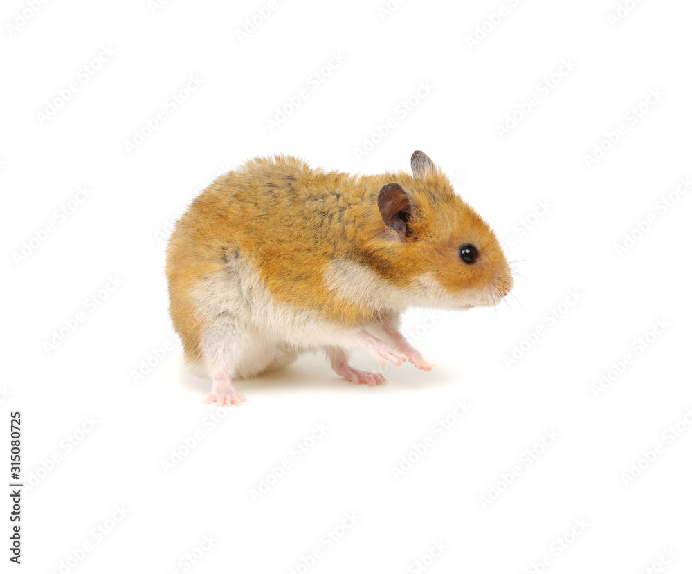 Hamster isolated on white