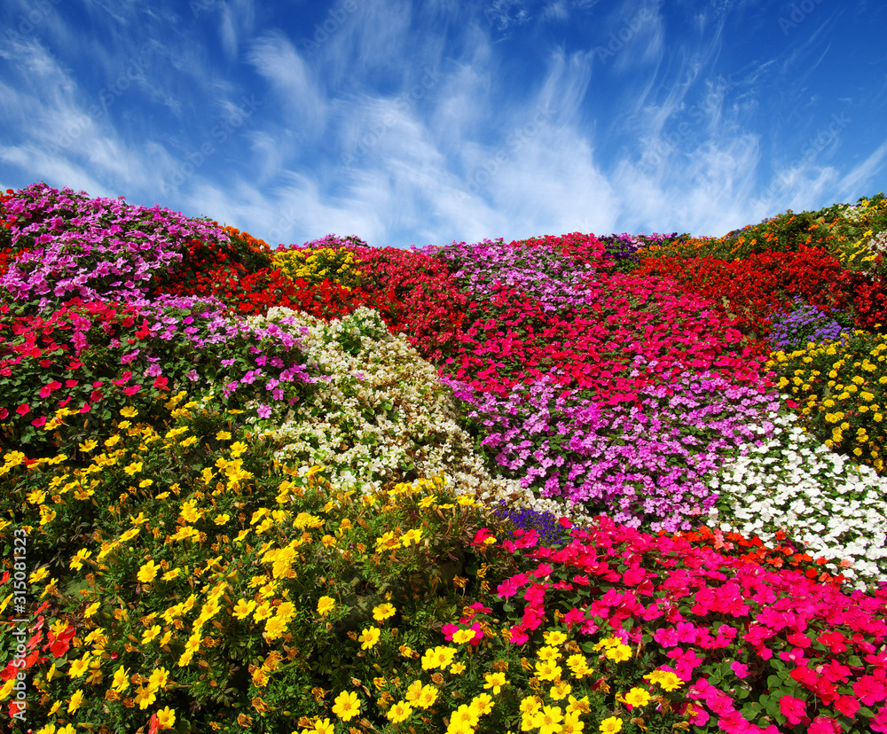 雏菊的田野