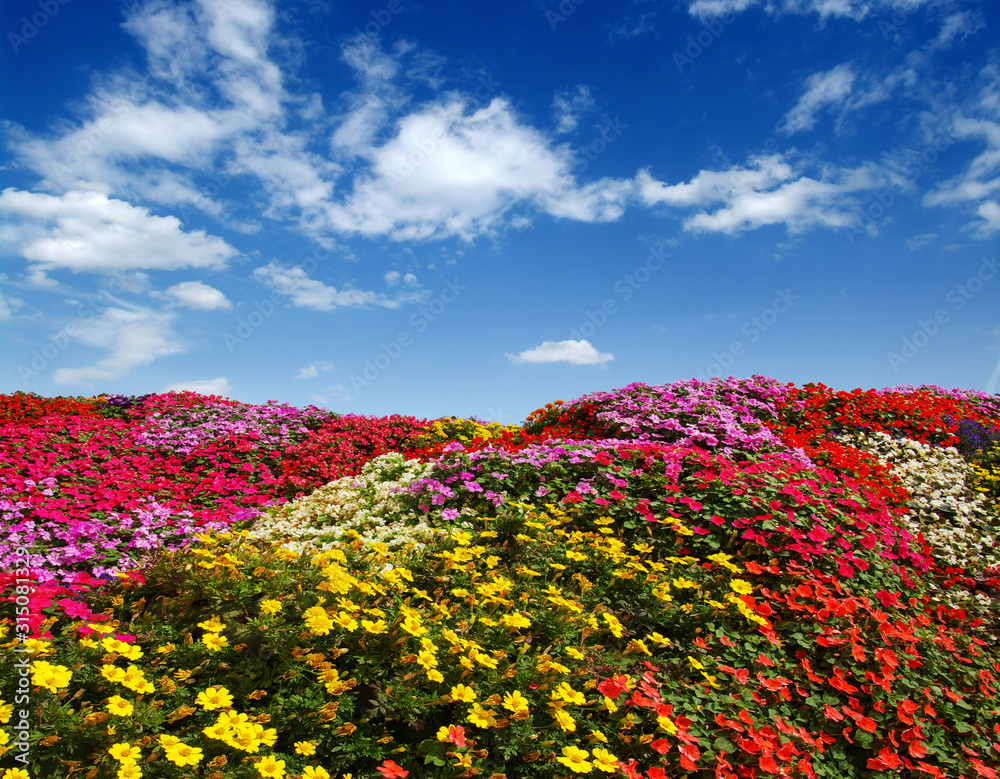 Field of daisies