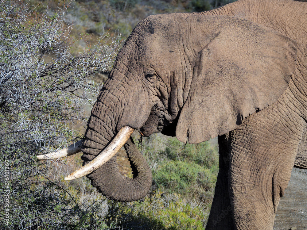 African bush elephant (Loxodonta africana) portrait. Karoo, Western Cape, South Africa