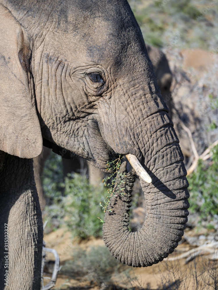 African bush elephant (Loxodonta africana) portrait. Karoo, Western Cape, South Africa