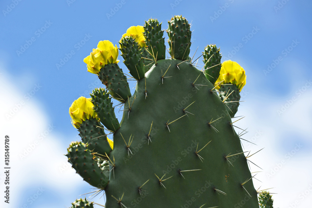 Prickly pear with yellow flowers in springtime. Opuntia ficus indica