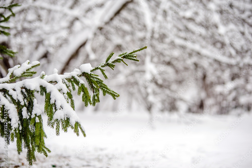 冬季森林中被雪覆盖的云杉树枝