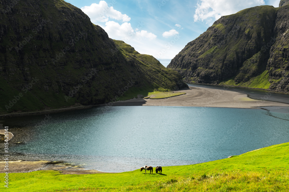 Saksun村Pollurin Laguna迷人的夏季景色。两匹马在郁郁葱葱的草地上的美丽风景