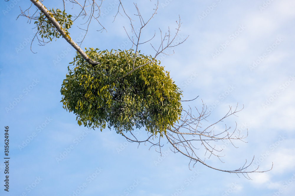 槲寄生寄生植物