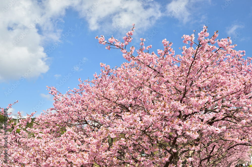 日本の春。静岡県 伊豆 河津町の河津桜まつり。