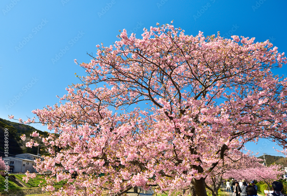 【春イメージ】さくらと青空