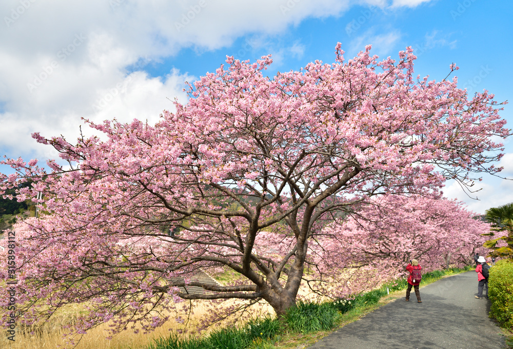 【春イメージ】《静岡県 伊豆 河津町》 河津桜