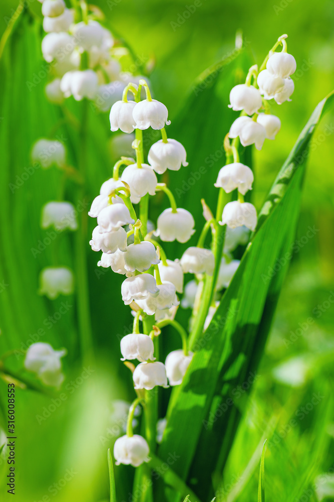 山谷百合。花朵般的春天背景，明亮的春天色彩，有复制空间。自然