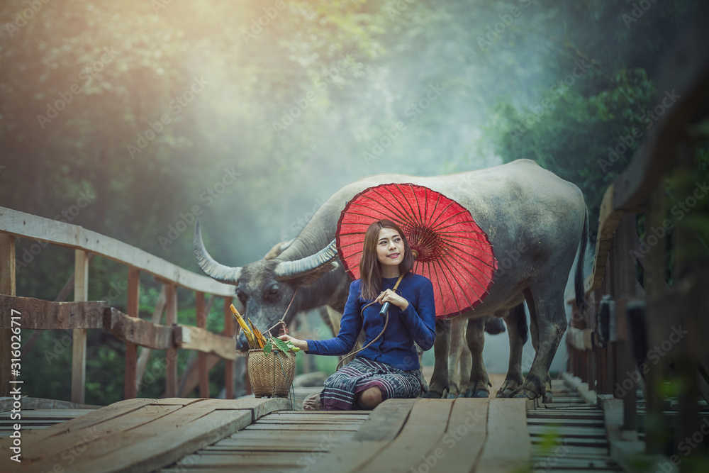 美丽的女人泰国传统文化与水牛，泰国