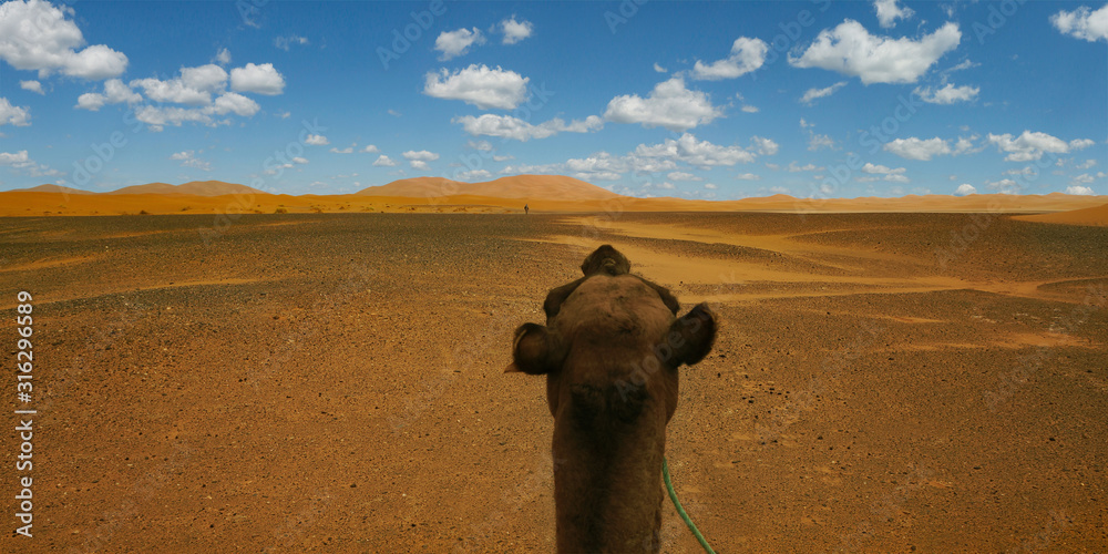 Caravan of camel in the sahara desert of Morocco