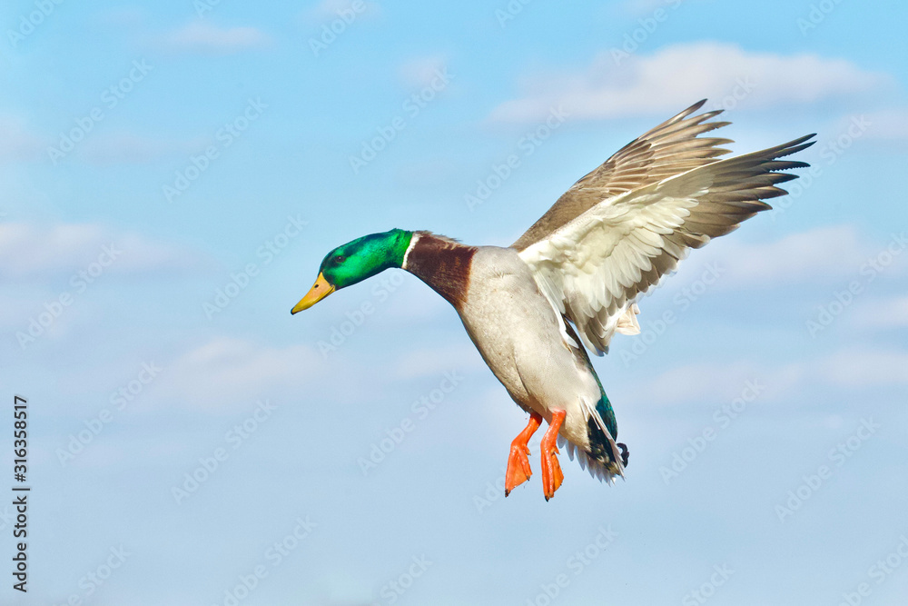 一只飞行中的Mallard drake的戏剧性照片，背景是蓝天和云朵……这张照片